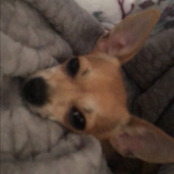 Meet your Posher, Gabriella - Picture 1 of 1